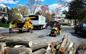 How Our Tree Care Process Works  in  Shields, MI