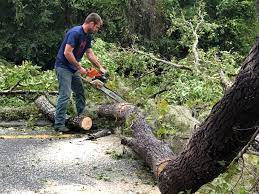 Reliable Shields, MI Tree Care  Solutions